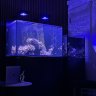 REEF24