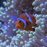 Nemo Island