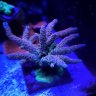 GallagherReef3903