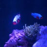 aquacat15