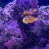Pufferfish_04