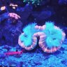 Rosco's_Reef