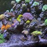 RaspberryReefer