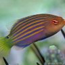 wrasseputin