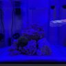 Mac_Nano_Reef