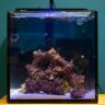 Peartree_reef