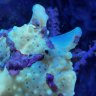Reef Cryptid
