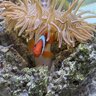 blkcoral