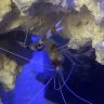 northernreefin