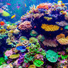 allof fish