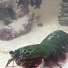 scaredmantisshrimp