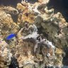 aquatic.life1