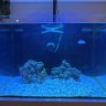rusya_reef