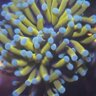 Alfredoreefs
