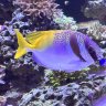 Catawba_Valley_Reef