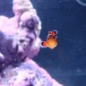 Seafeather