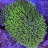PeaceOnTheReef