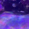 reefing blenny