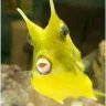 cowfishpro