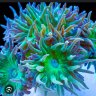 1066reef