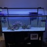 ollysaquariums