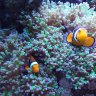 nitro'sreef