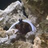 TysFish