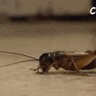 cricket3901