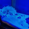 THE REEF WHISPER