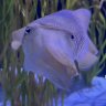 ZC aquatics