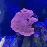 waterbox_joe
