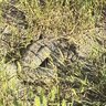 rattlesnake attack