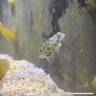 ReefyMcReefleFace