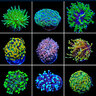 Sacred_Reef