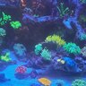 wolfmansreef