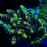 Macropharyngodon