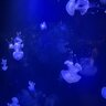 cubozoa