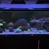 Carv120222