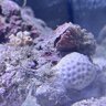 Shawnreef