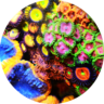 Bright Corals