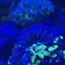 PointerReefs