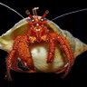 Hermitcrab