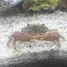 KrustytheCrab