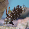 DragonWrasseFan