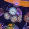 OkieReefing