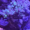 NSReef1134