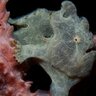 mr frogfish