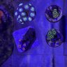 Office_Reef