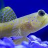 Mike_Coral