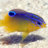 Apairi